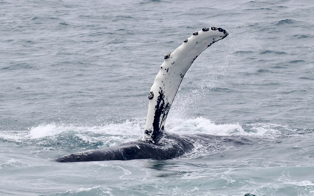 Whale fin emerging from ocean during cruise whale watching tour.