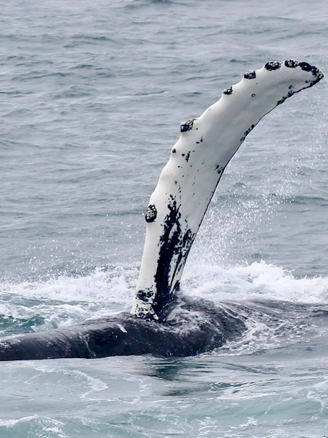 Whale fin emerging from ocean during cruise whale watching tour.