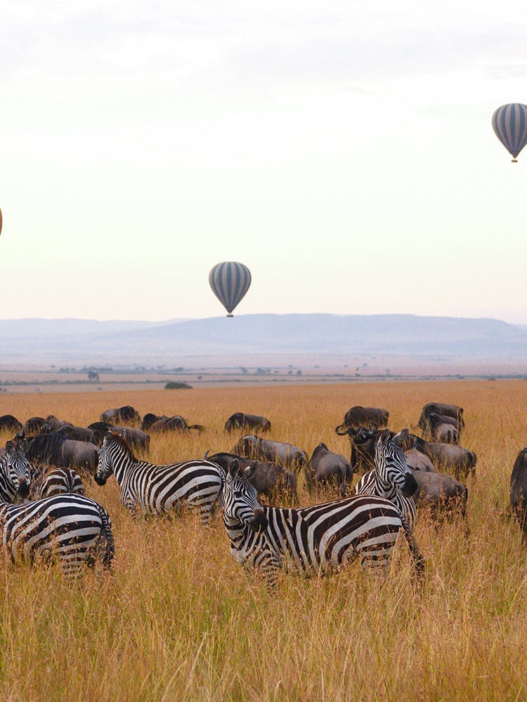 Masai mara