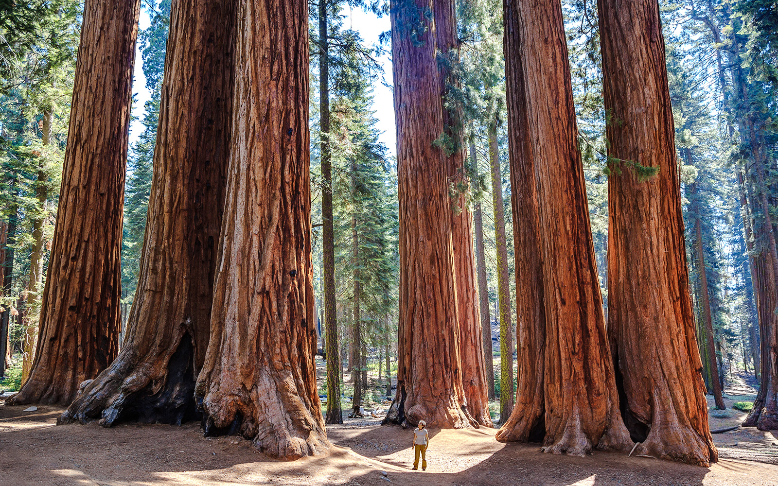 Person standing among giant sequoias in Sequoia National Park.