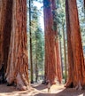 Gaj gigantycznych sekwoi w Tuolumne