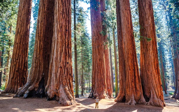 Person standing among giant sequoias in Sequoia National Park.