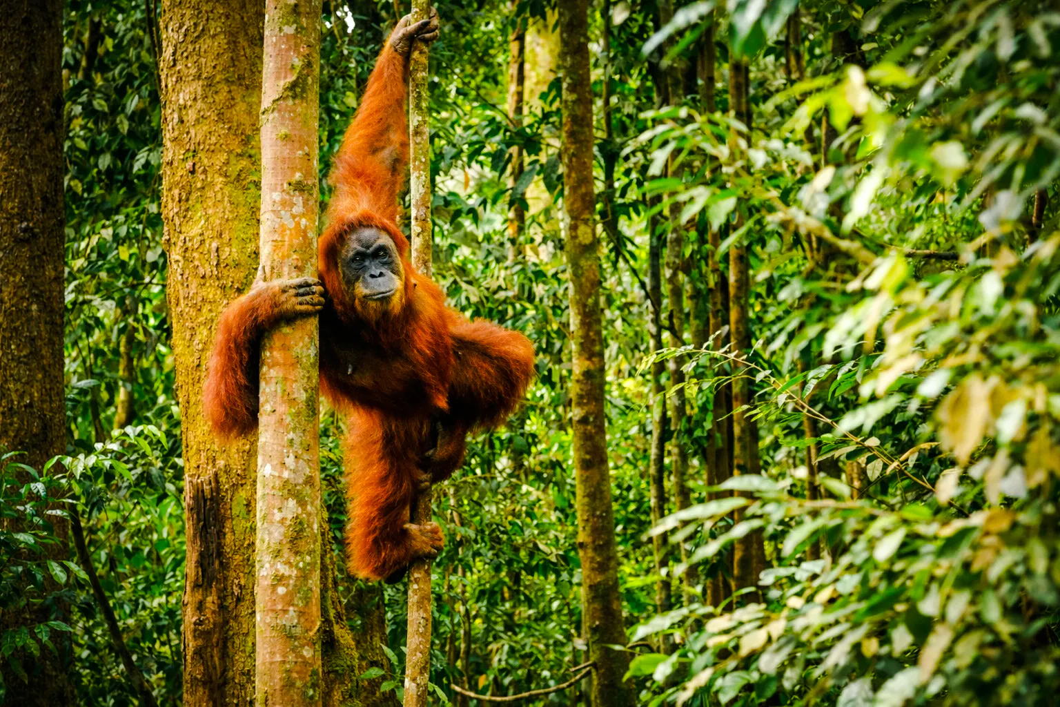 From Medan: 3-Day Bukit Lawang Orangutan Trekking & Village Tour