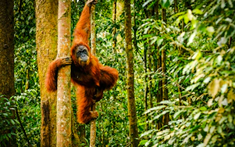Orangutan climbing tree in Bukit Lawang jungle during Medan trekking tour.