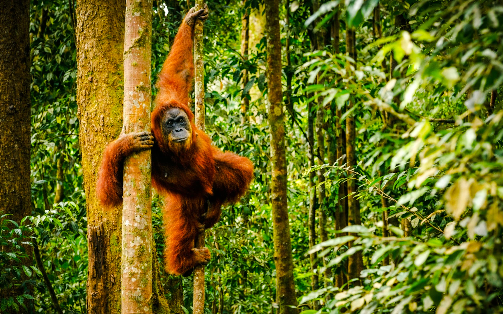 From Medan: 3-Day Bukit Lawang Orangutan Trekking & Village Tour