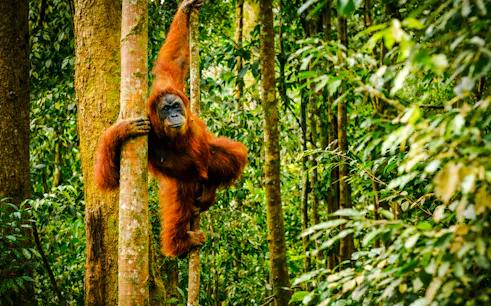 Orangutan climbing tree in Bukit Lawang jungle during Medan trekking tour.