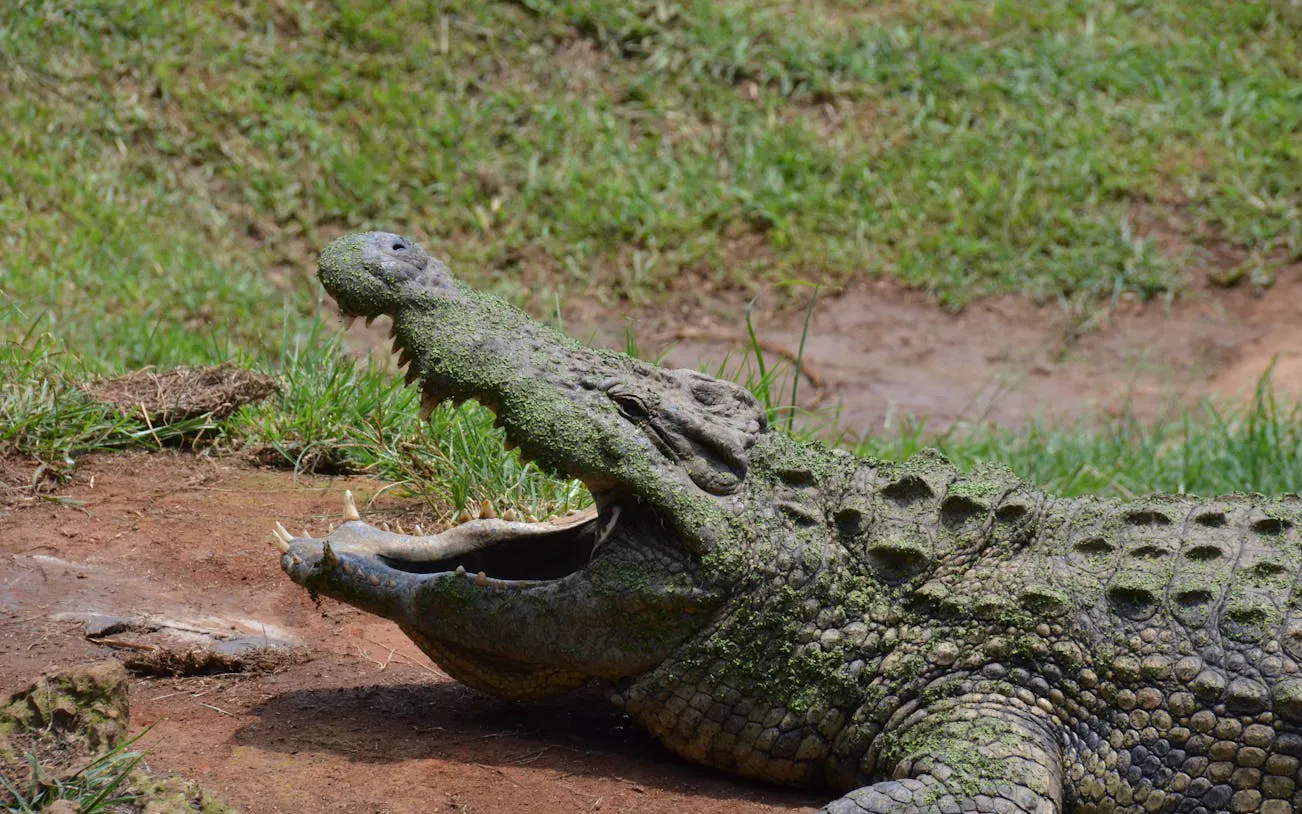 Crocodile resting on grass at Natal Lion Park, Durban Adventure Tour.