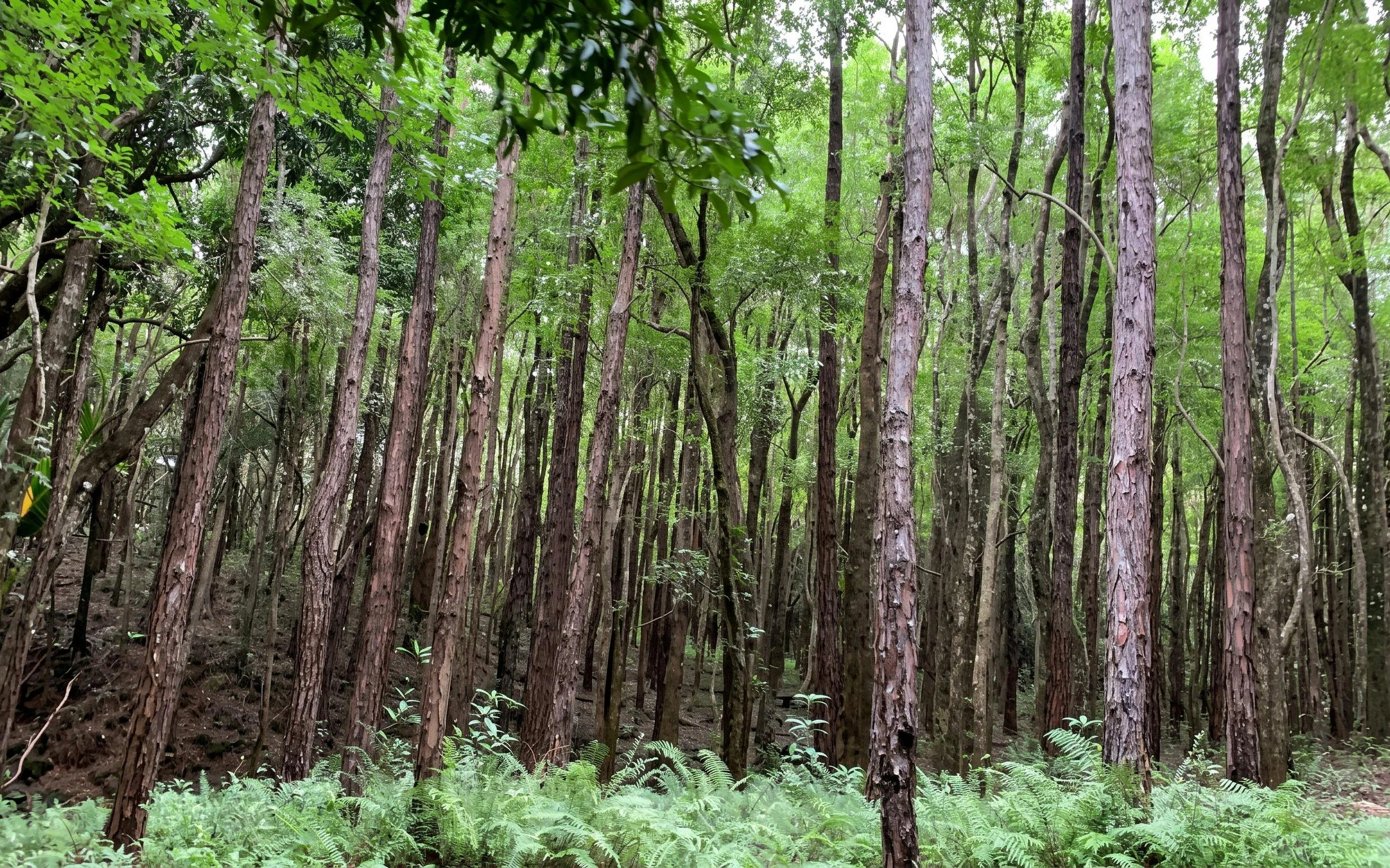 Dense forest along Bel Ombre walking trail with tall trees and lush greenery.
