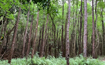 Dense forest along Bel Ombre walking trail with tall trees and lush greenery.