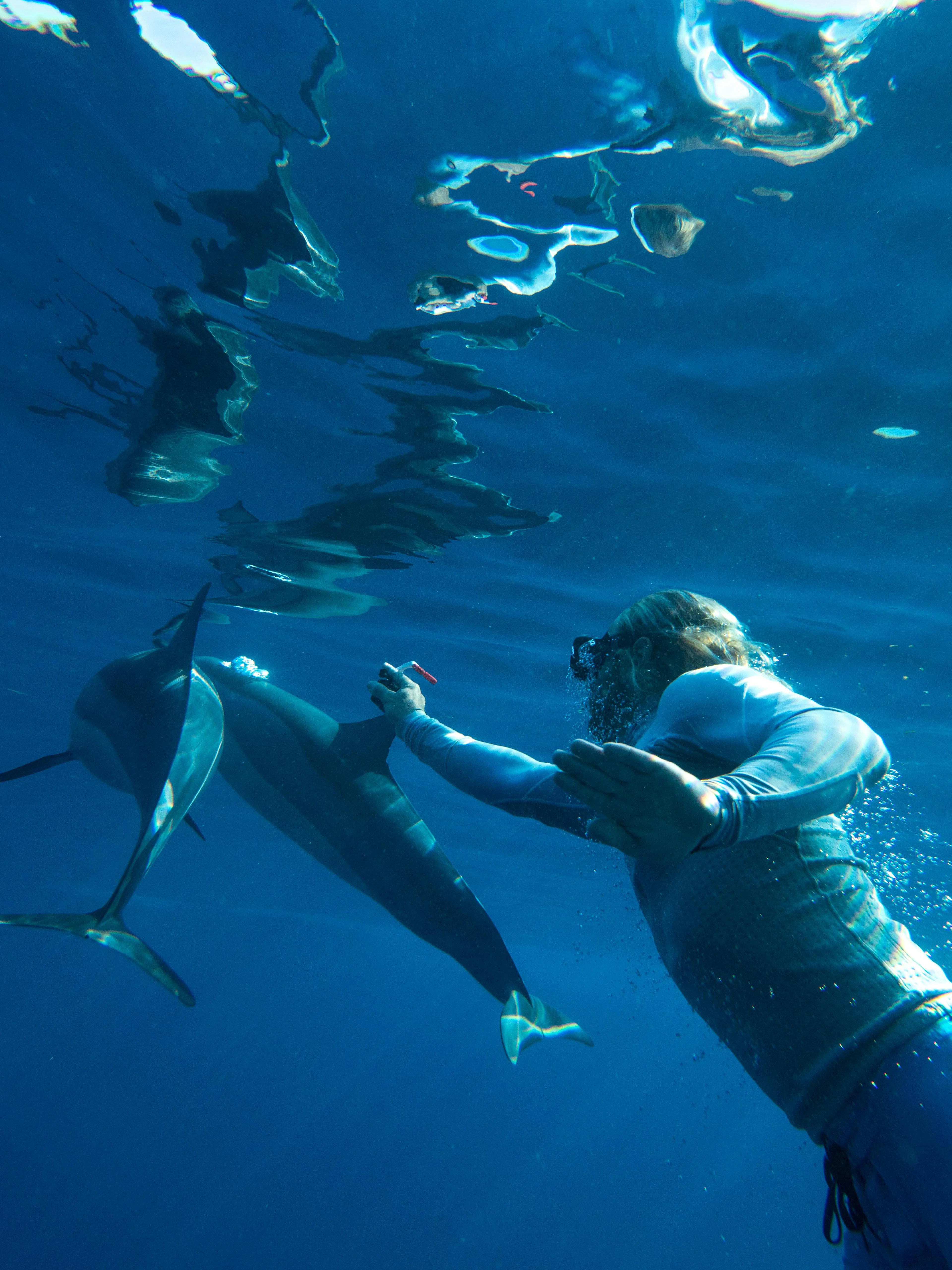 são miguel: tour para nadar com golfinhos-1