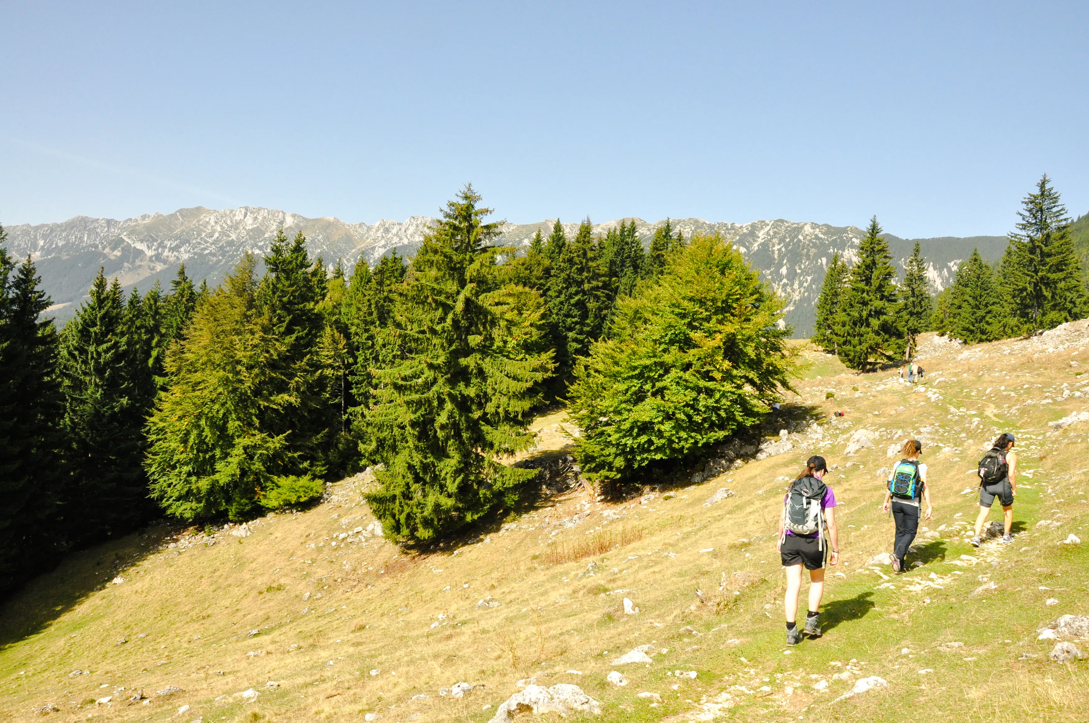 Hikers trekking through Piatra Craiului National Park with mountain views, Brasov.