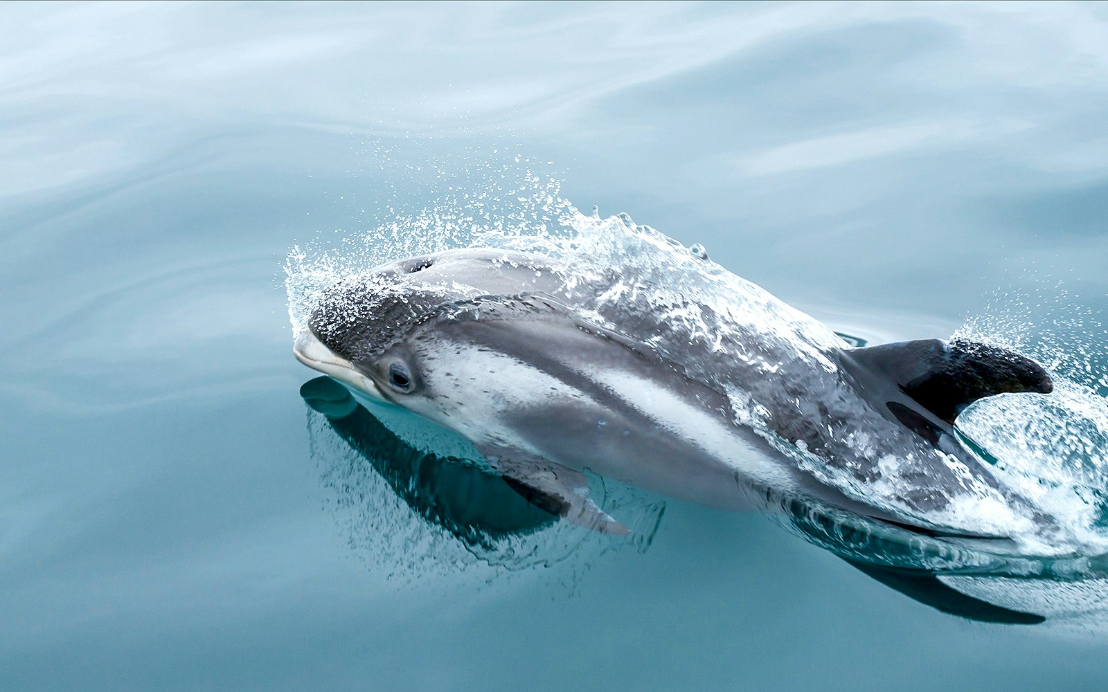 Dolphins in Iceland