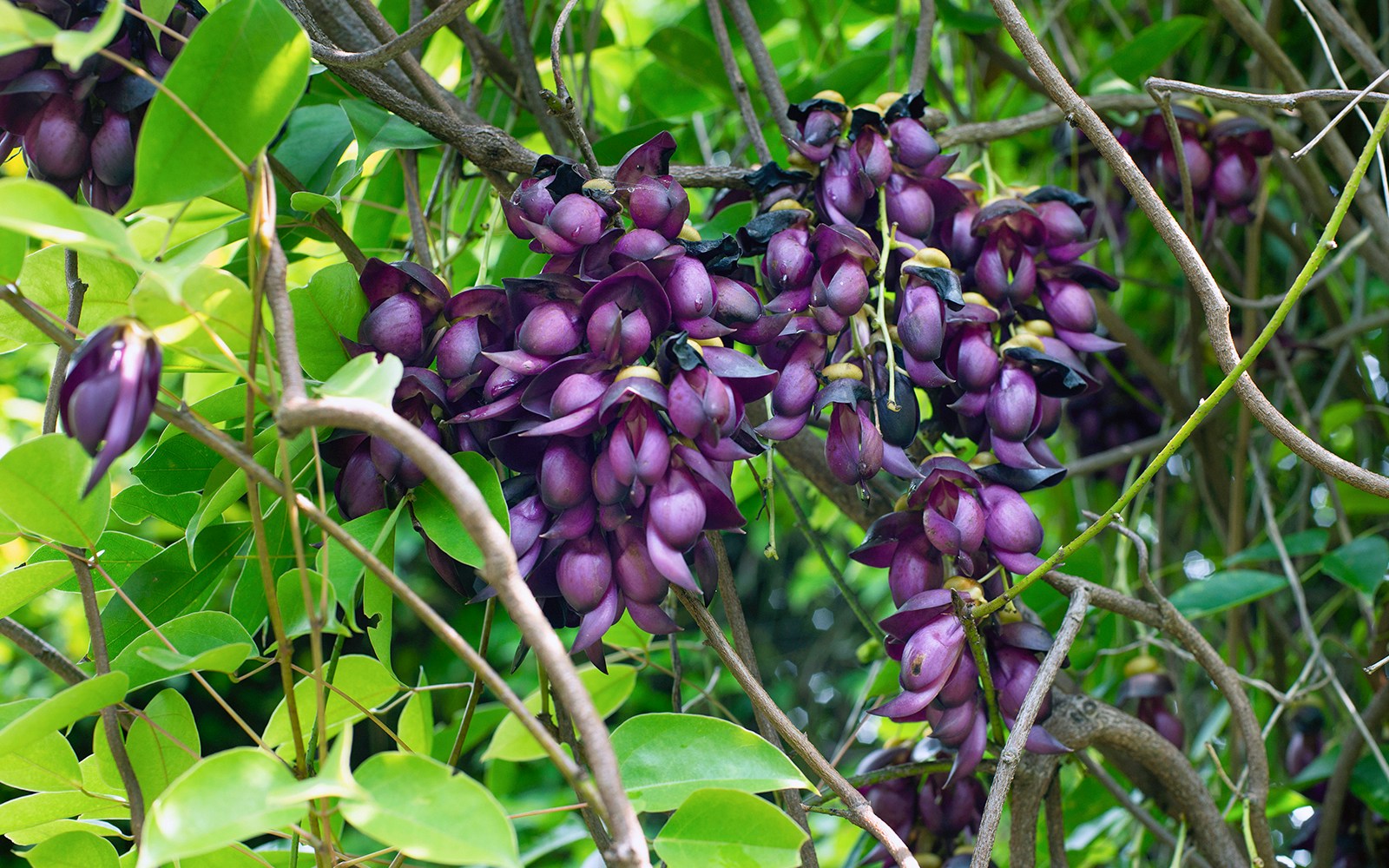 Evergreen Velvet Bean plant with lush green leaves in a natural setting.