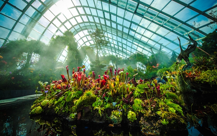 Carnivorous plants in Jurassic World exhibit, Cloud Forest, Gardens by the Bay, Singapore.