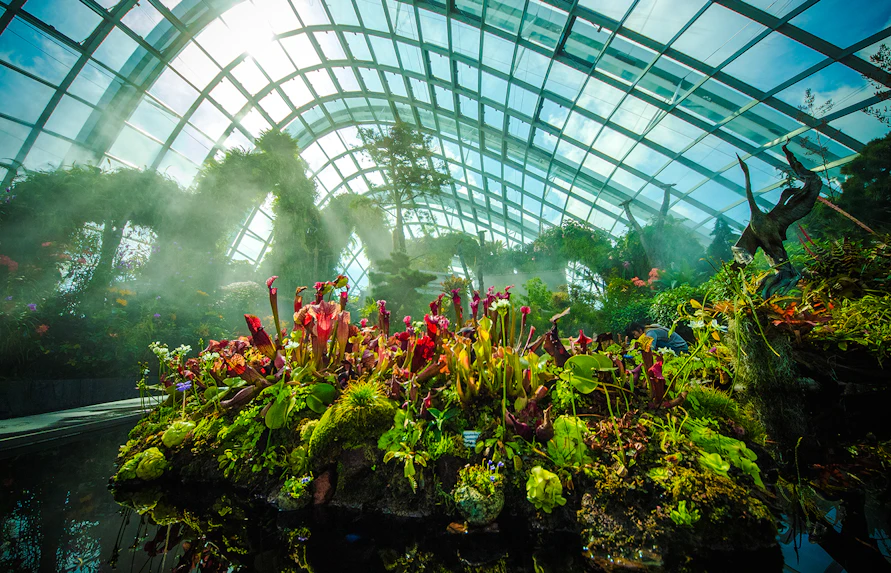 Carnivorous plants in Jurassic World exhibit, Cloud Forest, Gardens by the Bay, Singapore.