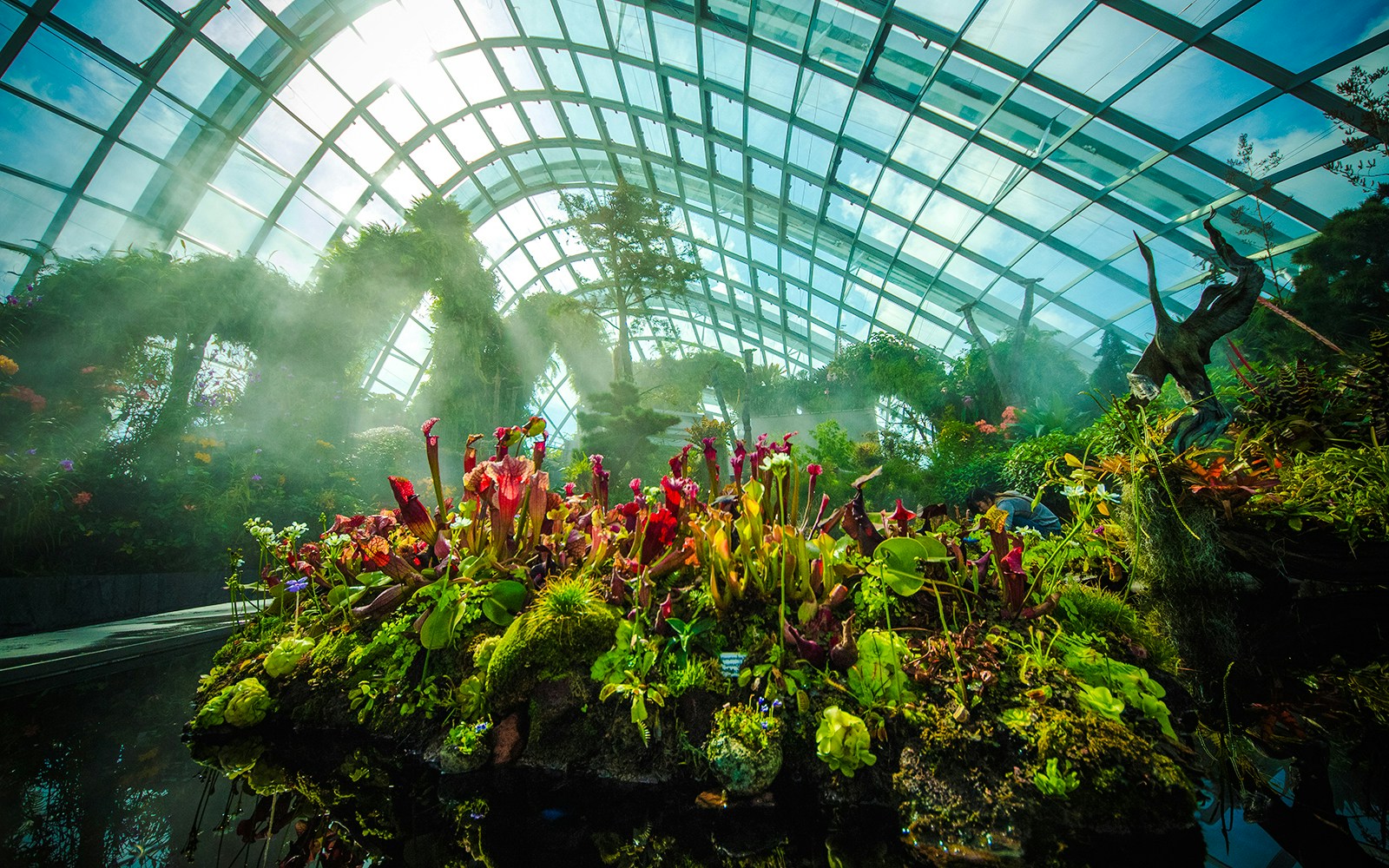 Carnivorous plants in Jurassic World exhibit, Cloud Forest, Gardens by the Bay, Singapore.