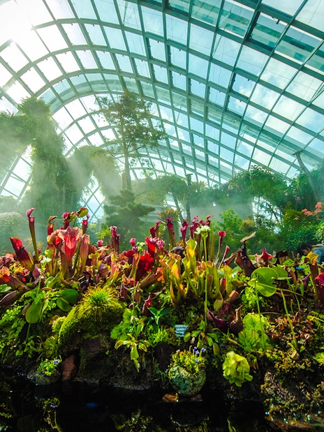 Carnivorous plants in Jurassic World exhibit, Cloud Forest, Gardens by the Bay, Singapore.