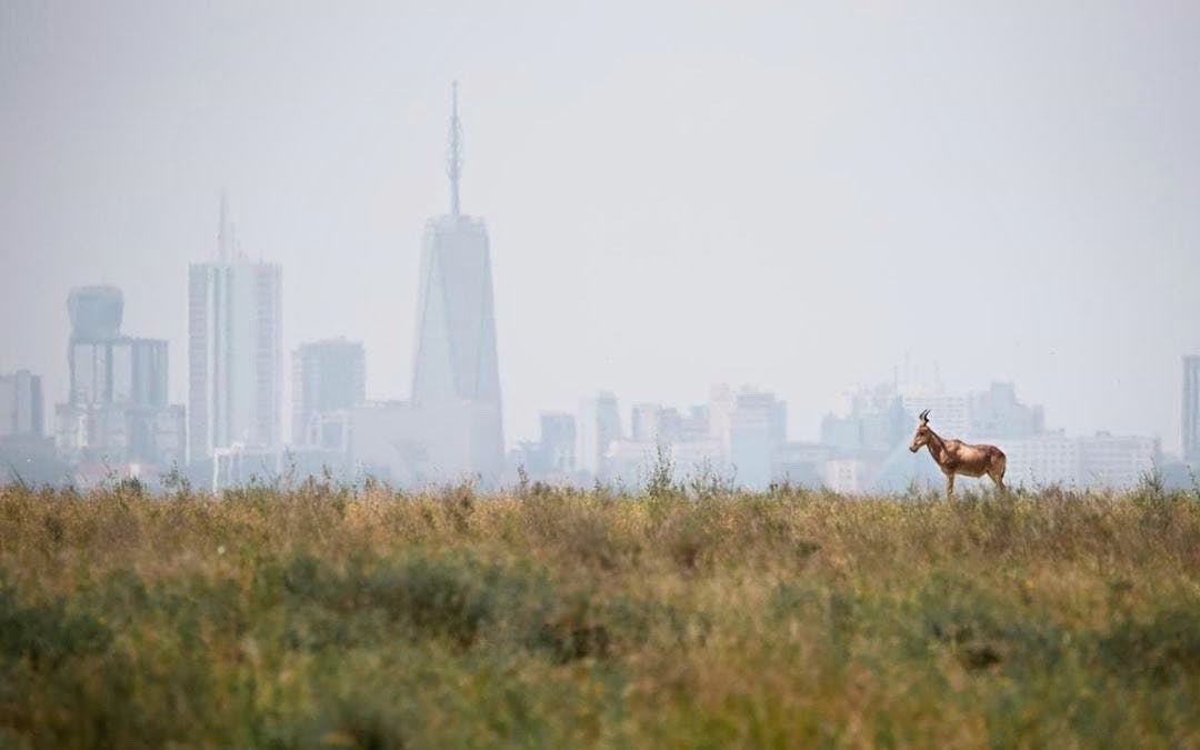 Antelope grazing with Nairobi skyline in the background at Nairobi National Park.