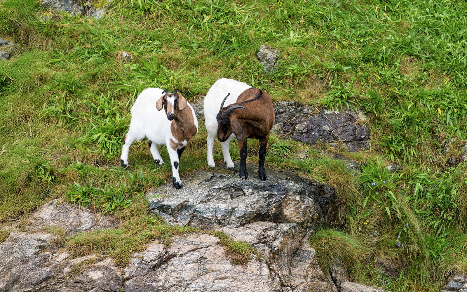 Goats grazing on a hillside at a farm in Stavanger, Norway.