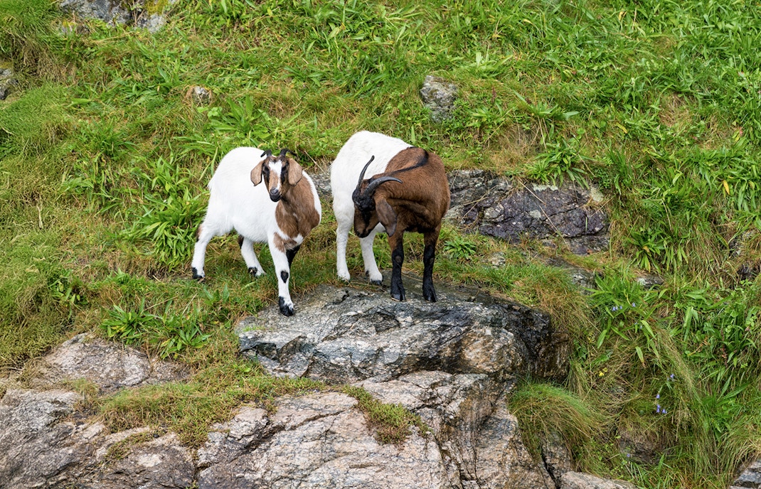 Goats grazing on a hillside at a farm in Stavanger, Norway.