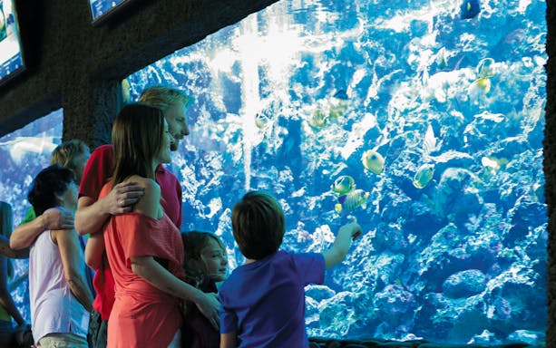 Tourists observing fish in aquarium at Palmitos Park.