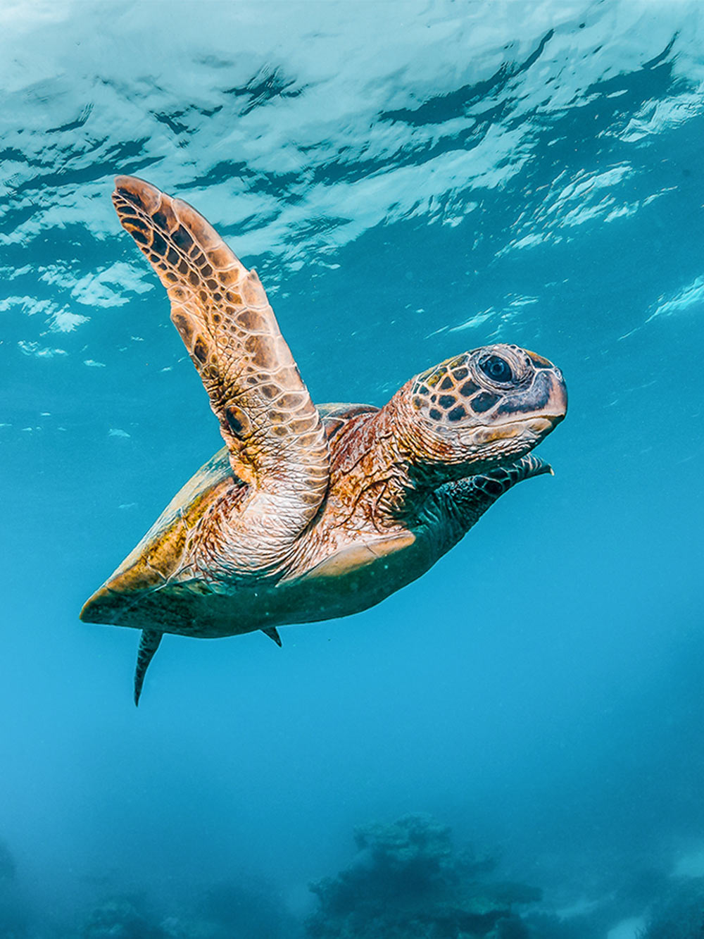 Acquario di Cattolica