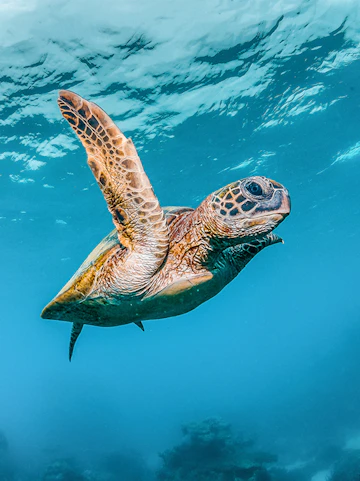 Sea turtle swimming underwater at Acquario di Cattolica, Italy.