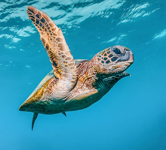 Sea turtle swimming underwater at Acquario di Cattolica, Italy.