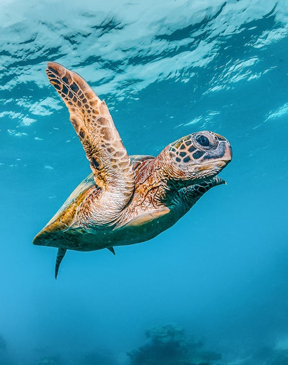 Sea turtle swimming underwater at Acquario di Cattolica, Italy.