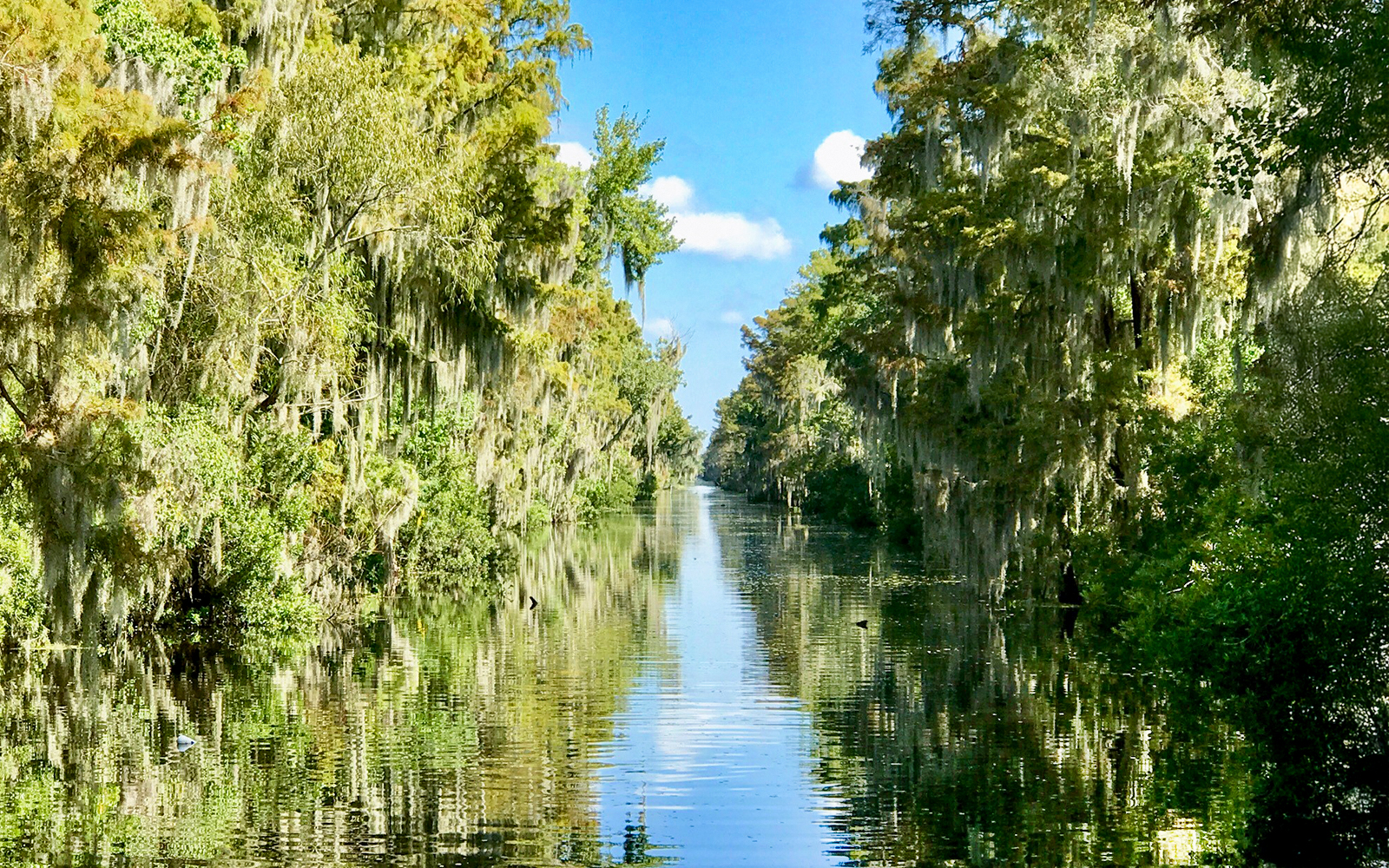 Airboat Swamp Tour through lush New Orleans swamp on a sunny day.