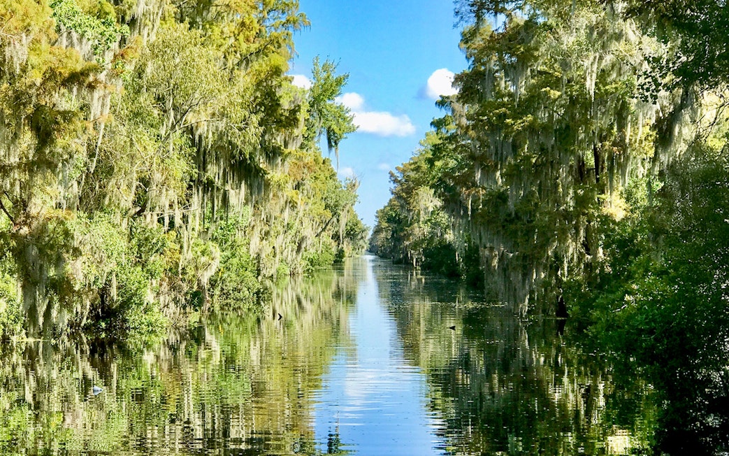 Airboat Swamp Tour through lush New Orleans swamp on a sunny day.
