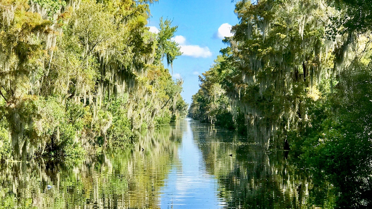 Airboat Swamp Tour through lush New Orleans swamp on a sunny day.