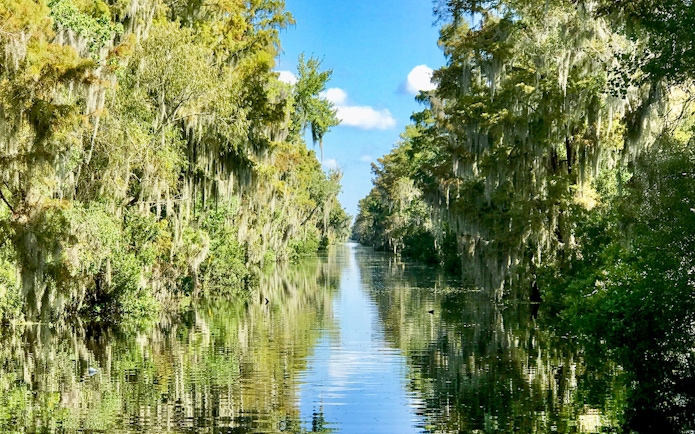 Airboat Swamp Tour through lush New Orleans swamp on a sunny day.