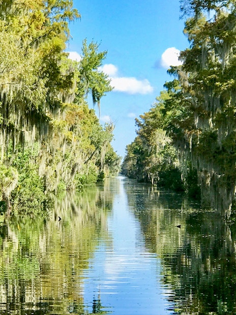 Airboat Swamp Tour through lush New Orleans swamp on a sunny day.