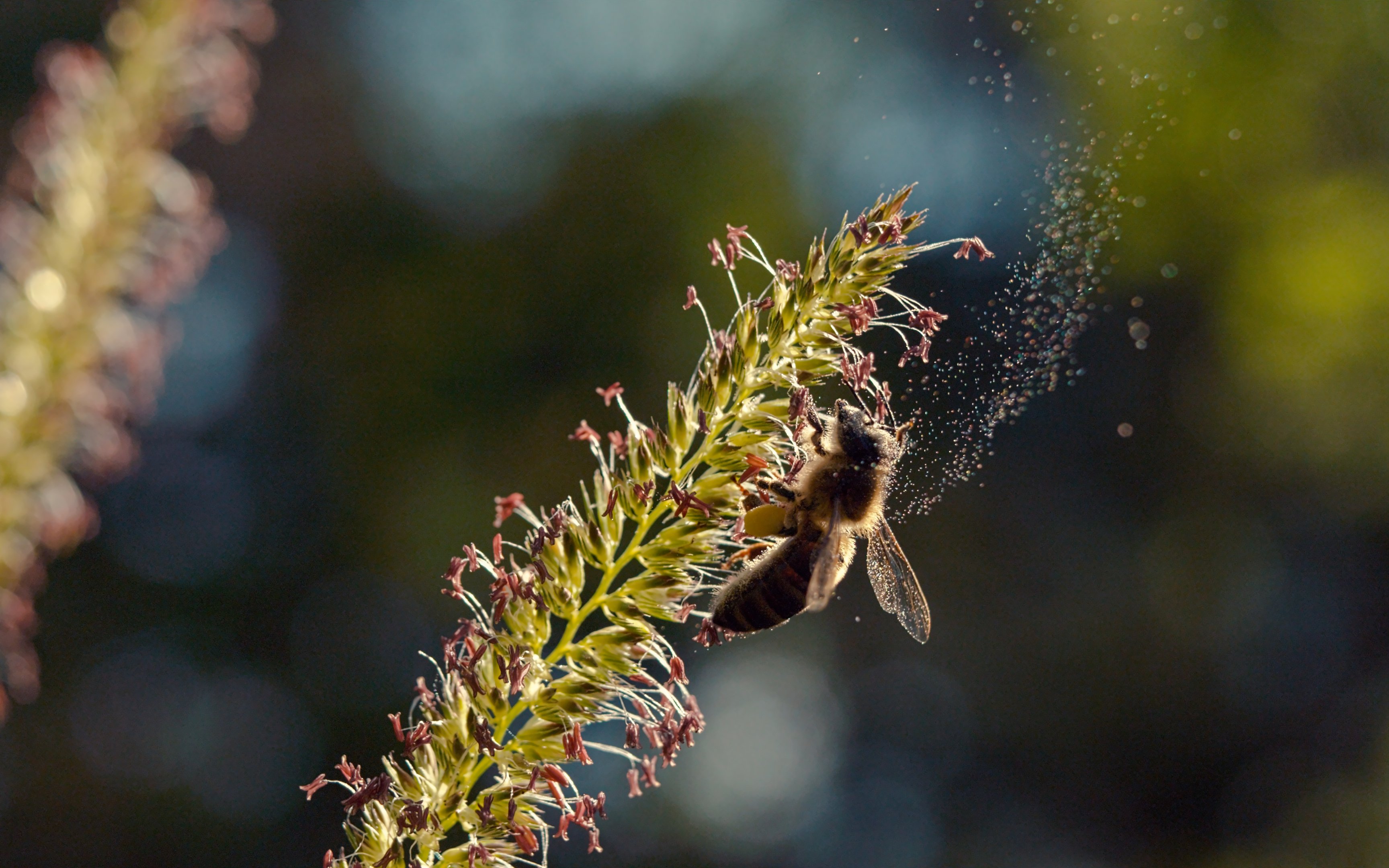 Bee collecting pollen on a flower at Vivid: Immerse Your Senses exhibit, California Academy of Sciences.