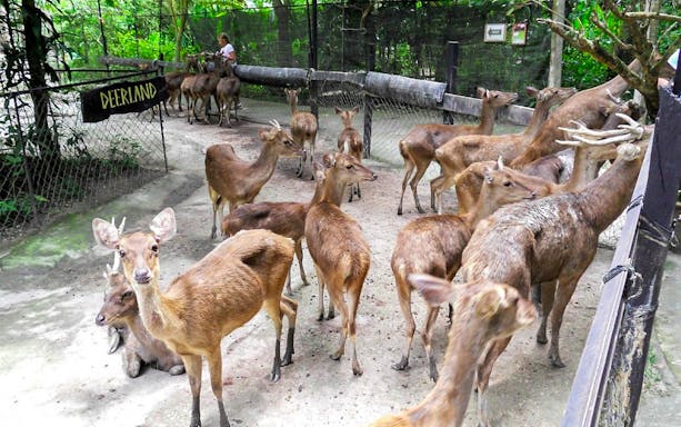 Deer at Deerland Park, part of the Kuala Gandah Elephant Sanctuary tour.