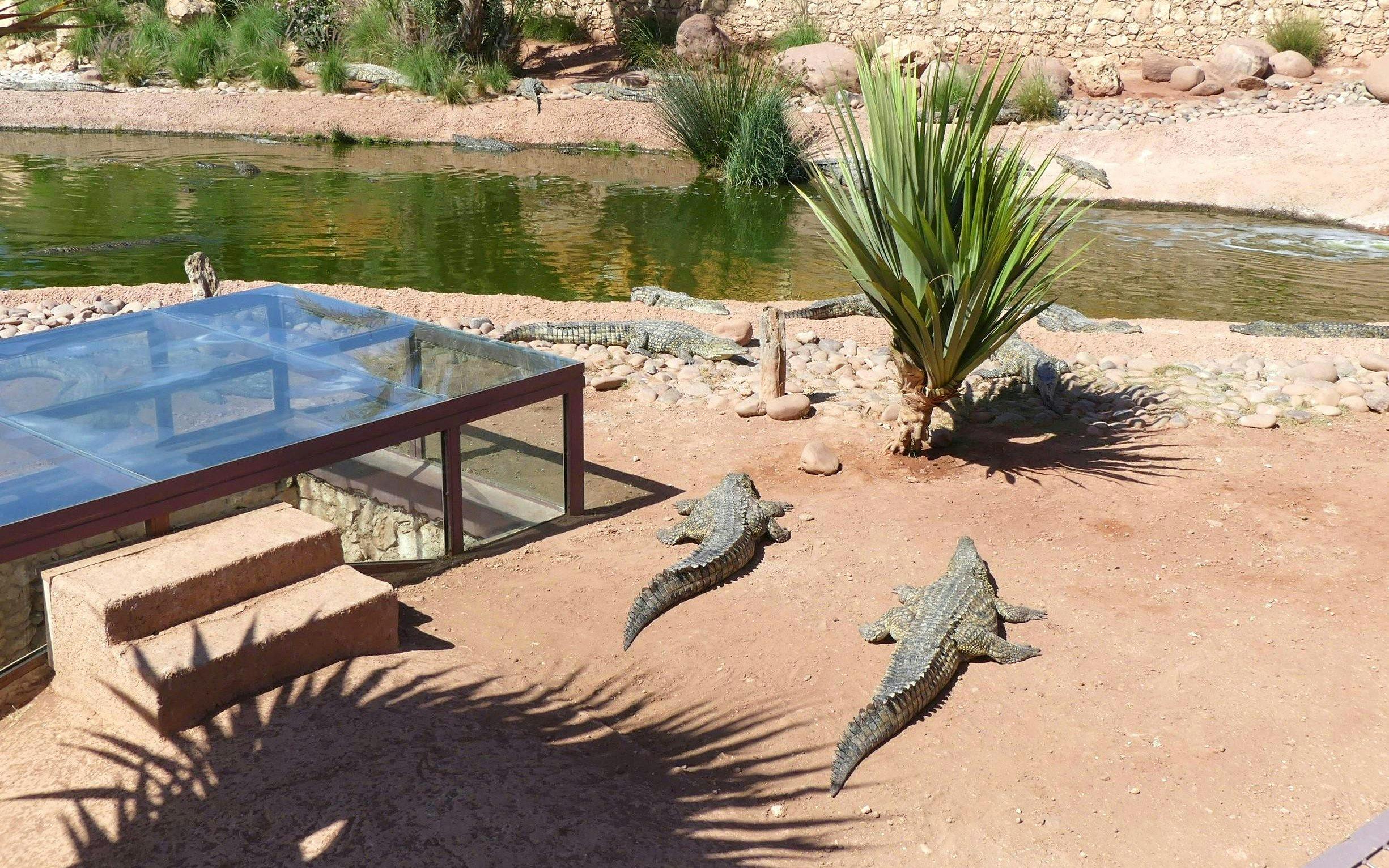 Nile crocodiles basking near a pond at Crocoparc, Agadir.