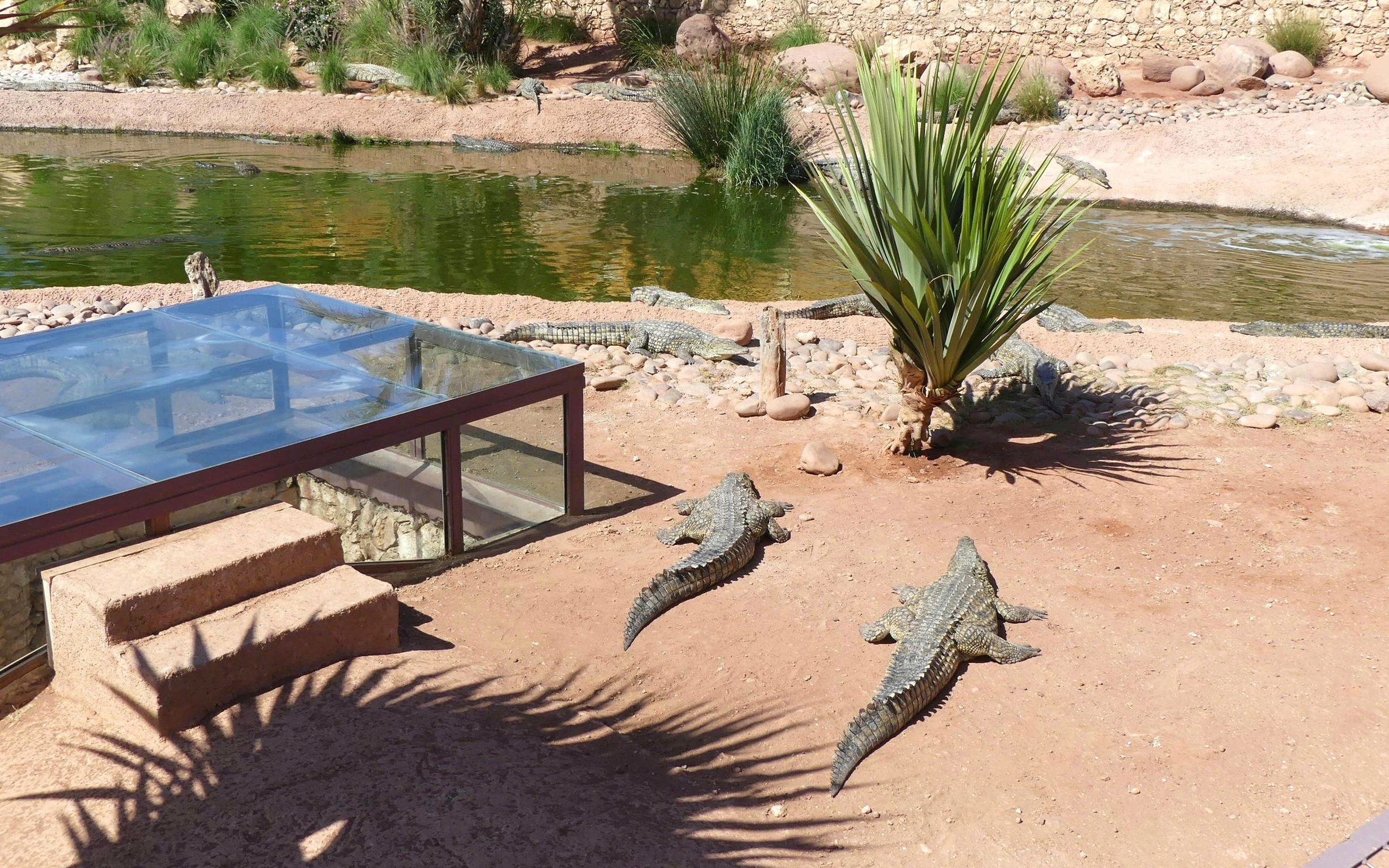 Nile crocodiles basking near a pond at Crocoparc, Agadir.