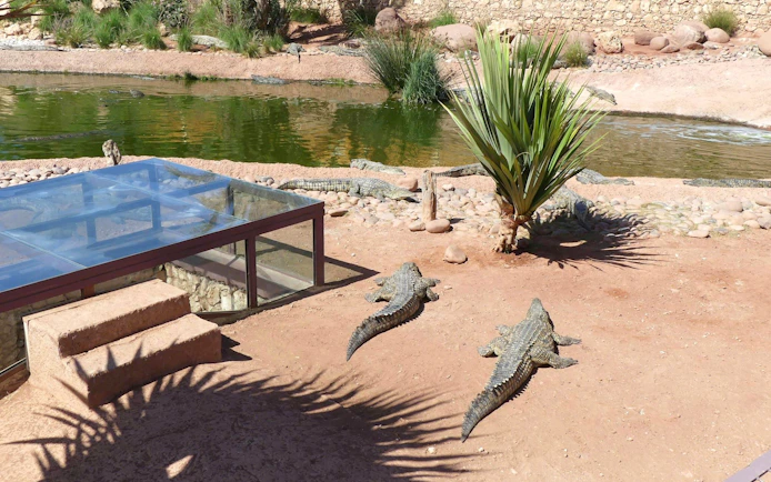 Nile crocodiles basking near a pond at Crocoparc, Agadir.