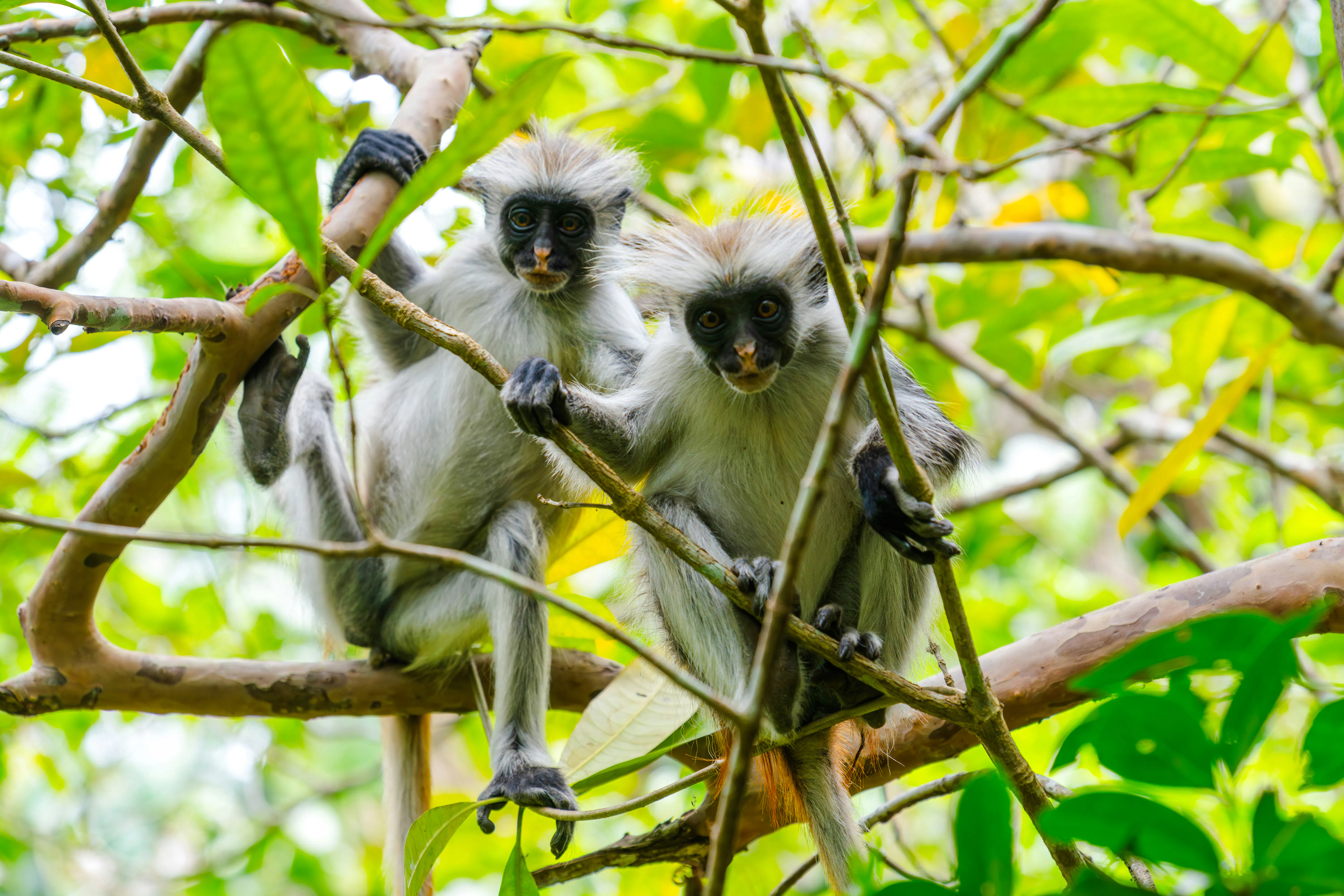 Red colobus monkeys in Jozani Forest, Zanzibar, perched on tree branches.