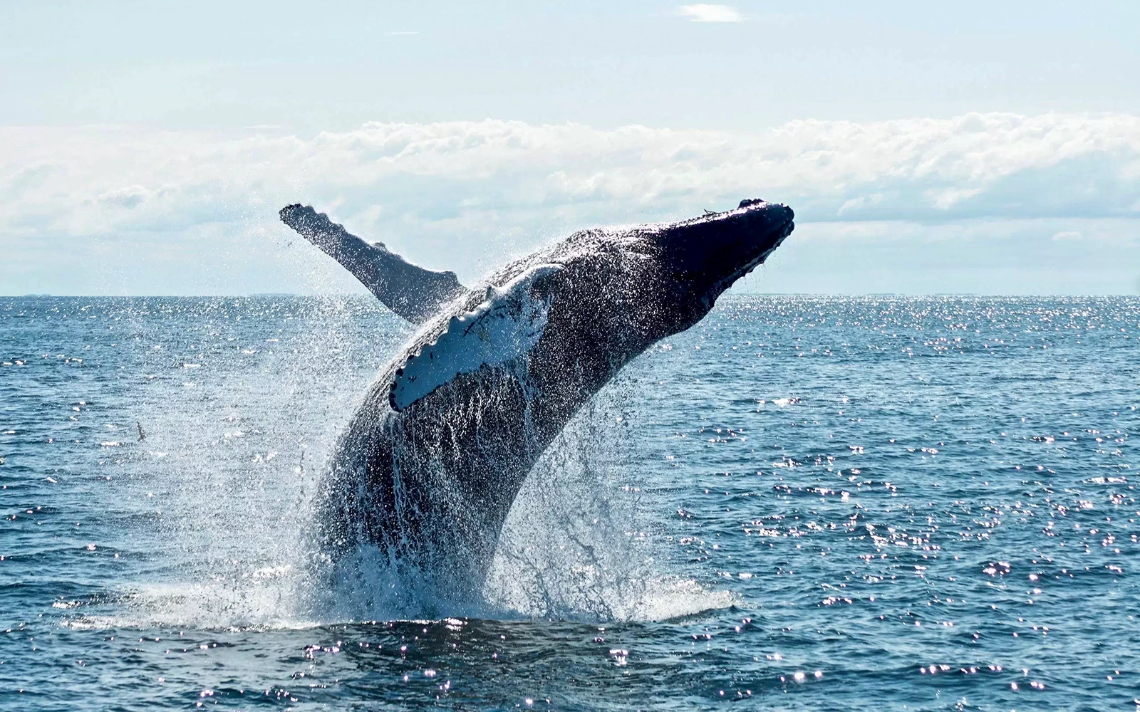 Whales in action