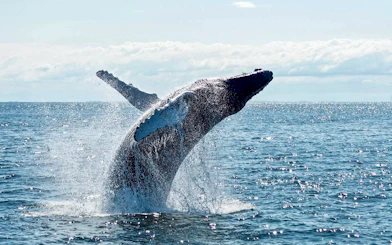 Whale breaching during 2.5-hour cruise with Spirit of Gold Coast.