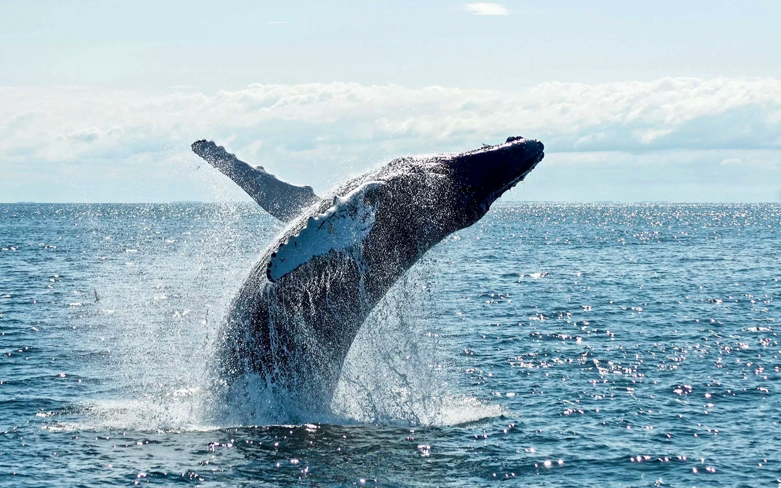 Whale breaching during 2.5-hour cruise with Spirit of Gold Coast.
