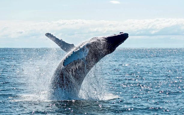 Whale breaching during 2.5-hour cruise with Spirit of Gold Coast.