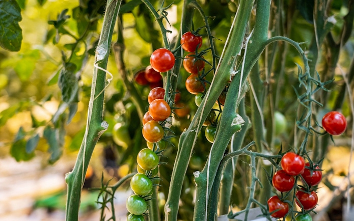 Tomato plants growing in a greenhouse near Reykjavik on the Golden Circle tour.