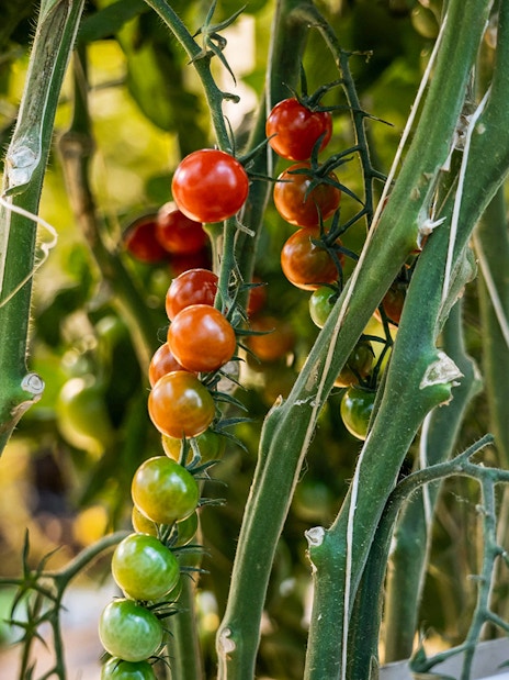 Tomato plants growing in a greenhouse near Reykjavik on the Golden Circle tour.