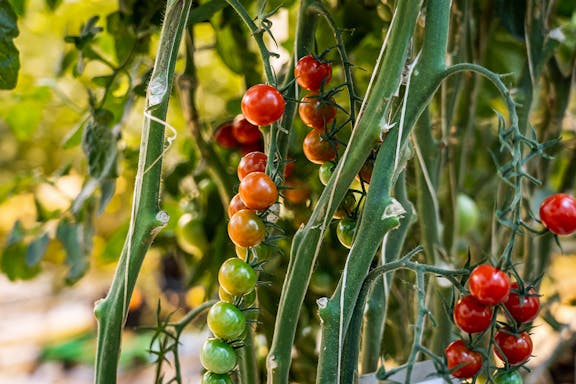 guided day trip from reykjavik to the golden circle and fridheimar greenhouse-6