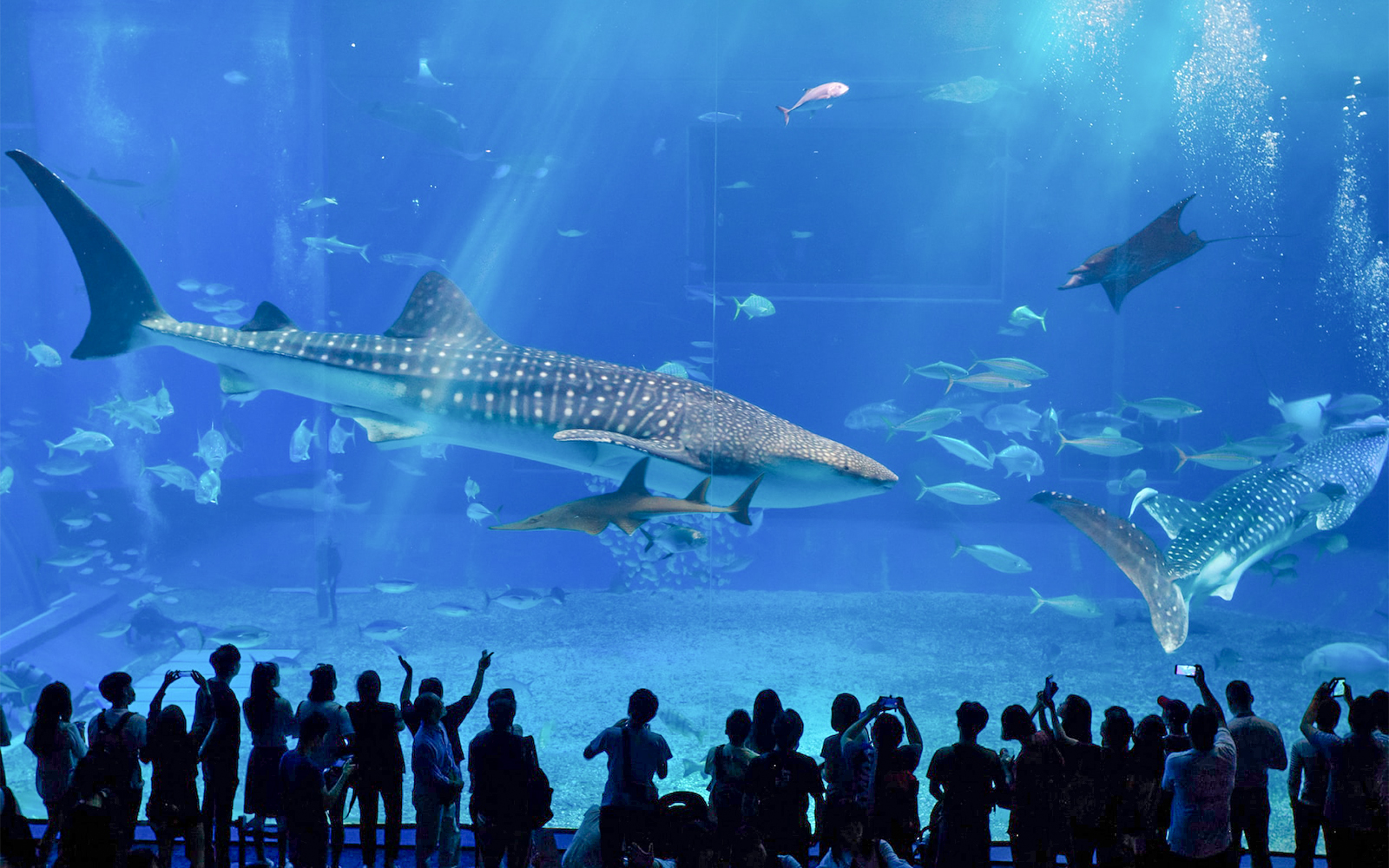 Top Georgia Aquarium facts you need to know before your visit