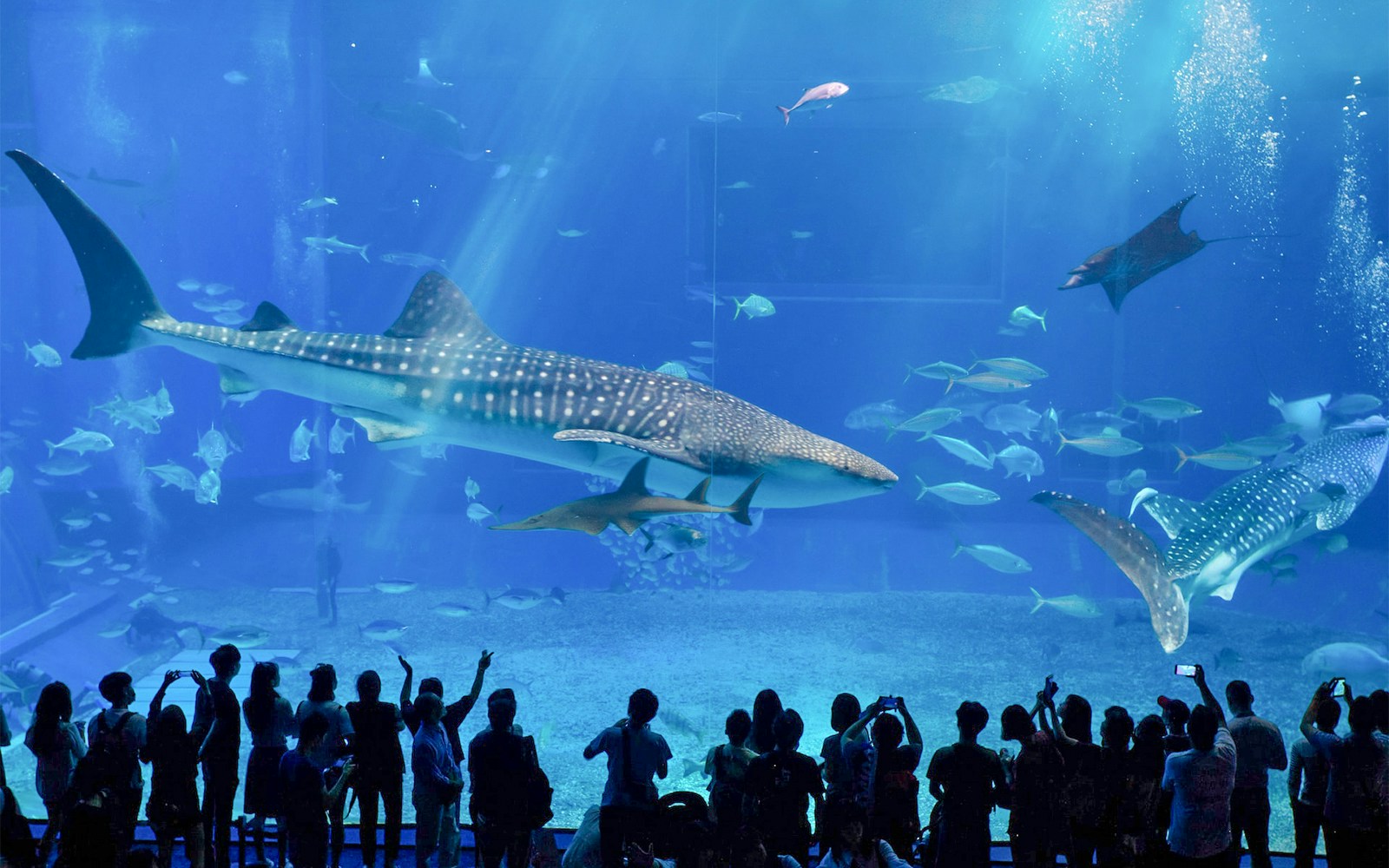 Georgia Aquarium