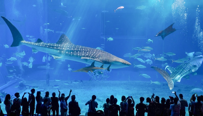 Visitors observing marine life at Georgia Aquarium, Atlanta.